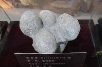 Dinosaur Egg Museum, Xixia Dinosaur Park- Dinosaur Egg Nest, Dendroolithus sp. 04.jpg