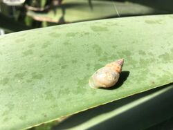 Drymaeus dormani (Manatee treesnail).jpg