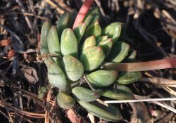 Echeveria amoena planta.jpg