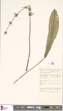 Echinodorus trialatus.jpg