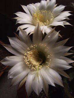 Echinopsis oxygona (5).jpg