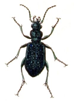 Elaphrus.uliginosus.-.calwer.01.09.jpg