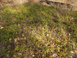 Eremophila debilis habit.jpg