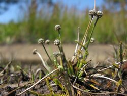 Eriocaulon scariosum 1.jpg