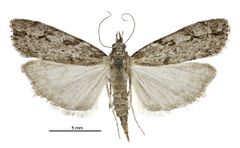 Eudonia cymatias female.jpg