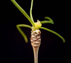 Euphorbia hedyotoides2 ies.jpg
