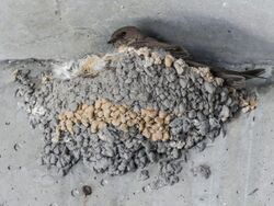 Eurasian Crag Martin nesting at Nice Airport