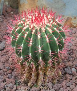 Ferocactus haematacanthus.jpg