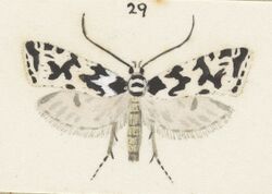 Fig 29 MA I437624 TePapa Plate-XXV-The-butterflies full (cropped).jpg