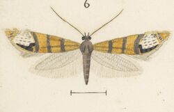 Fig 6 MA I437895 TePapa Plate-XXXIV-The-butterflies full (cropped).jpg