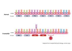 Frameshift mutations (13080927393).jpg