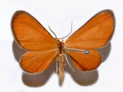 Geometridae - Eudulophasia invaria.JPG