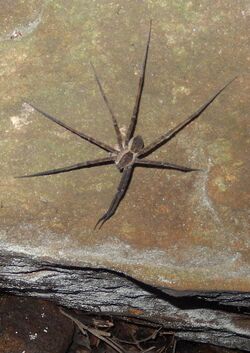 Giant Water Spider (Megadolomedes australianus) Chatswood.JPG