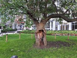 Gibson Square apple tree (3).jpg