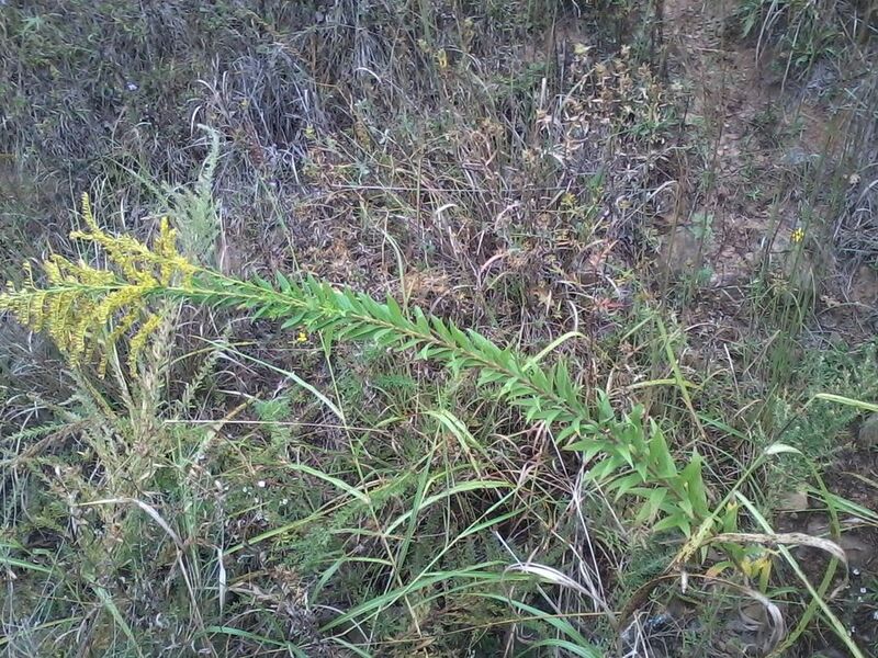 File:Goldenrod growing wild in Oklahoma.jpeg
