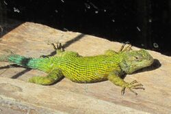 Green spiny lizard.JPG