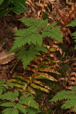 Gymnocarpium dryopteris 0318.JPG