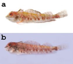 Helcogramma williamsi holotype NTOU-P 2012-02-002 and paratype NTOU-P 2012-02-005.jpeg