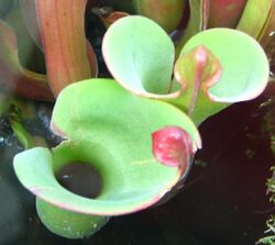 Heliamphora nutans3.jpg