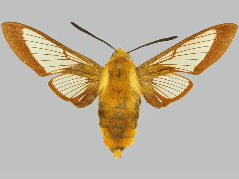 File:Hemaris affinis BMNHE272555 female up (1).jpg