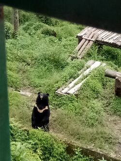 Himalayan black bear in Khangchendzonga National Park