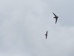 Hunting plume-toed swiftlets.png