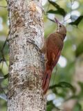 Hylexetastes perrotii - Red-billed Woodcreeper; Ramal do Pau Rosa, Manaus, Amazonas, Brazil.jpg