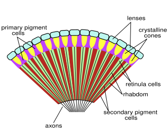 File:Insect compound eye diagram.svg