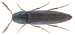 Isorhipis melasoides (Laporte de Castelnau, 1835) Female (23664364351).png