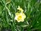 Jonquilla daffodil - narcissus var stratosphere 1.jpg