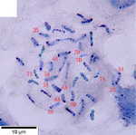 Karyotype of hexaploid common wild oat (Avena fatua).png