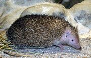 Spiny tenrec