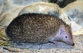 A Lesser hedgehog tenrec in front of rocks