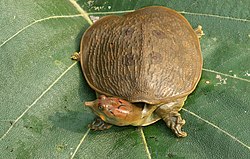 Leith's softshell turtle Nilssonia leithii.jpg