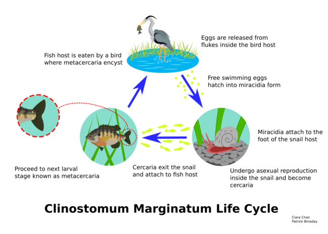 Life cycle2.svg