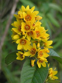 Lysimachia vulgaris (flowers) 2.jpg