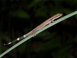 Madagascar clawless gecko (Ebenavia inunguis), Vohimana reserve, Madagascar 03.jpg