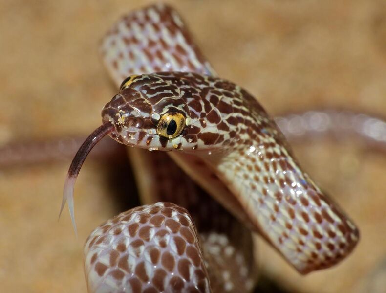File:Marbled Tree Snake (Dipsadoboa aulica) threat display close-up (13922956201).jpg