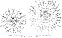 Medusae of world-vol03 fig385-6 Floscula.jpg