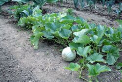This a picture of a melon plant. Melon plants are crops requiring a pollinator and a good source of vitamin A