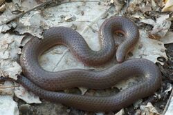 Midwestern worm snake.jpg