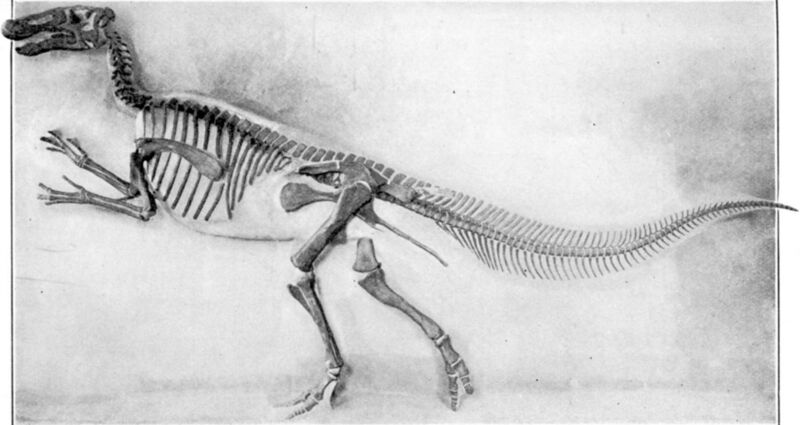 File:Mounted Edmontosaurus.jpg