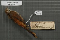 Naturalis Biodiversity Center - RMNH.AVES.135489 1 - Rhipidura superflua Hartert, 1899 - Monarchidae - bird skin specimen.jpeg