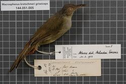 Naturalis Biodiversity Center - RMNH.AVES.36619 1-fomat-large - Macrosphenus kretschmeri griseiceps Grote, 1911 - Sylviidae - bird skin specimen.jpeg