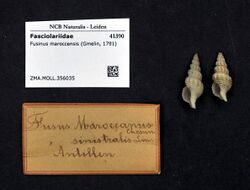 An image of two Fusinus maroccensis shells next to identification cards