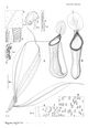Nepenthes abgracilis botanical illustration.jpg