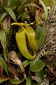 Nepenthes ceciliae upper pitchers.jpg