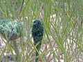 Penicillus dumetosus (shaving brush algae) (San Salvador Island, Bahamas) 3 (15425532054).jpg