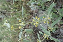 Phlomis armeniaca kz01.jpg