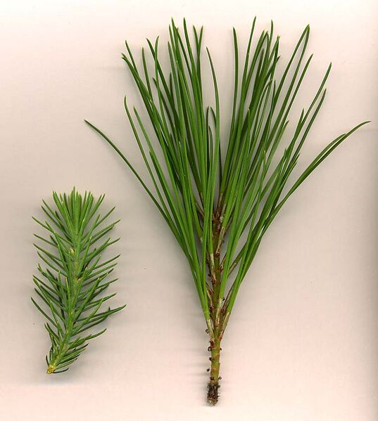 File:Pinus pinea foliage.jpg